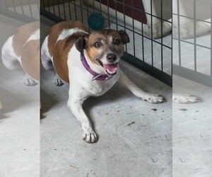 Jack Chi Dogs for adoption in Stover, MO, USA