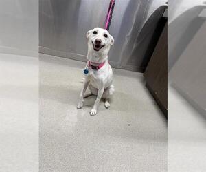 - Mix Dogs for adoption in Fairbanks, AK, USA