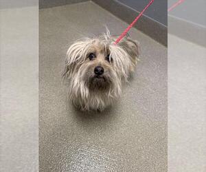 Lhasa Apso-Unknown Mix Dogs for adoption in Las Vegas, NV, USA