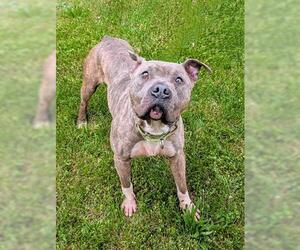 American Pit Bull Terrier Dogs for adoption in Akron, OH, USA