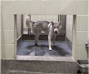 Siberian Husky Dogs for adoption in Upland, CA, USA