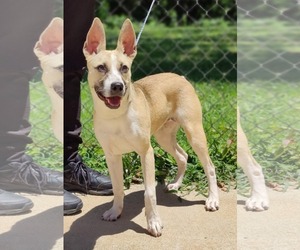 Mutt Dogs for adoption in Royal Palm Beach, FL, USA
