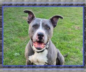 American Pit Bull Terrier Dogs for adoption in Orange, CA, USA