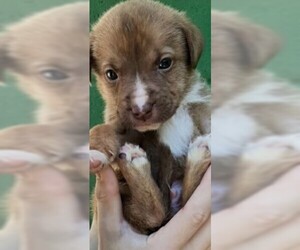 Sheprador Dogs for adoption in Newark, DE, USA