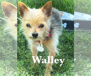 Mutt Dogs for adoption in Estherville, IA, USA