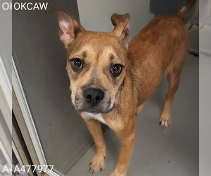 Mutt Dogs for adoption in Oklahoma City, OK, USA