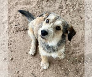 Border Terrier-Unknown Mix Dogs for adoption in Whitewright, TX, USA