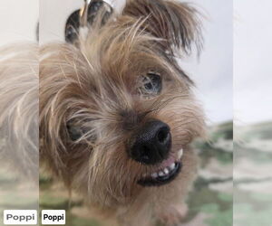 Chihuahua-Unknown Mix Dogs for adoption in Princeton, MN, USA