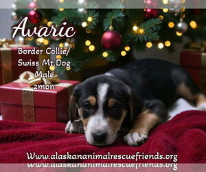 Collie-Unknown Mix Dogs for adoption in Anchorage, AK, USA