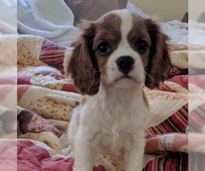 Cavalier King Charles Spaniel Dogs for adoption in Cumming, GA, USA