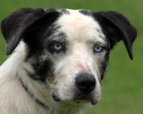 Small Catahoula Leopard Dog Mix