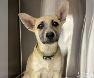 German Shepherd Dog-Unknown Mix Dogs for adoption in Washington, DC, USA