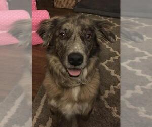 Australian Shepherd-Unknown Mix Dogs for adoption in Yardley, PA, USA