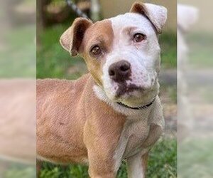American Pit Bull Terrier-Beagle Mix Dogs for adoption in Newfoundland, PA, USA