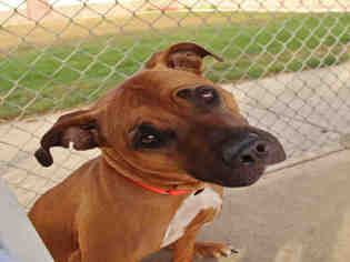 Bullboxer Pit Dogs for adoption in Springfield, MA, USA
