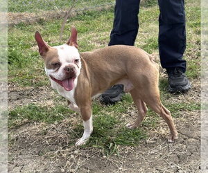 Boston Terrier-Unknown Mix Dogs for adoption in Andover, MN, USA