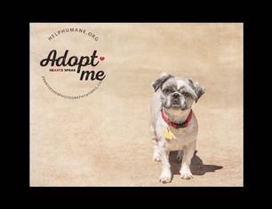 Shih Tzu-Unknown Mix Dogs for adoption in Belton, MO, USA