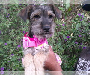 Mutt Dogs for adoption in San Diego, CA, USA