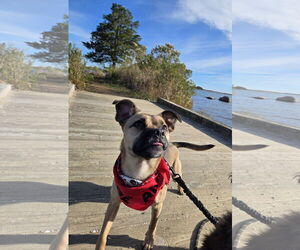 Pug-Unknown Mix Dogs for adoption in Wakefield, RI, USA