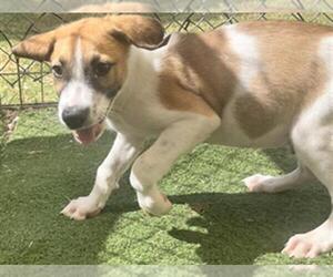 German Shepherd Dog-Unknown Mix Dogs for adoption in Texas City, TX, USA