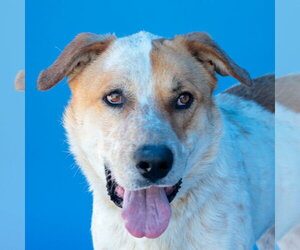 Akita-Unknown Mix Dogs for adoption in Pasadena, CA, USA