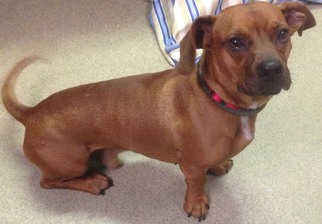 Boxer-Dachshund Mix Dogs for adoption in Valley Falls, KS, USA