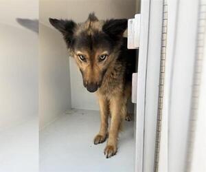German Shepherd Dog-Unknown Mix Dogs for adoption in Houston, TX, USA