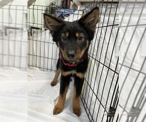 German Shepherd Dog-Unknown Mix Dogs for adoption in Dedham, MA, USA