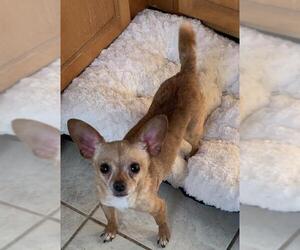 Chihuahua Dogs for adoption in bloomington, IL, USA