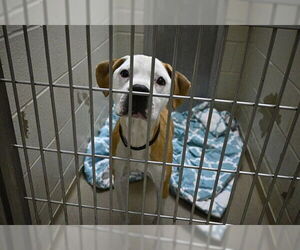 Bogle Dogs for adoption in Decatur, IL, USA