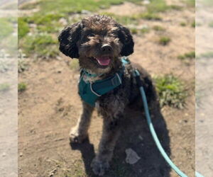 Australian Shepherd-Unknown Mix Dogs for adoption in Muskegon, MI, USA