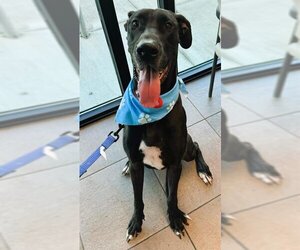 Great Dane Dogs for adoption in Fort Lauderdale, FL, USA