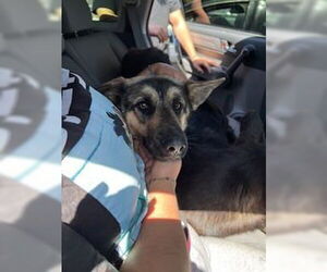 German Shepherd Dog Dogs for adoption in Stockton, CA, USA