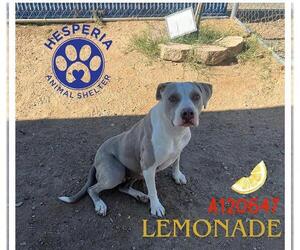 American Pit Bull Terrier Dogs for adoption in HESPERIA, CA, USA