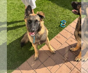German Shepherd Dog-Unknown Mix Dogs for adoption in Chandler, AZ, USA