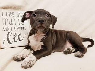 Small American Pit Bull Terrier Mix