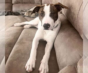 American Pit Bull Terrier-American Staffordshire Terrier Mix Dogs for adoption in Chester, VA, USA