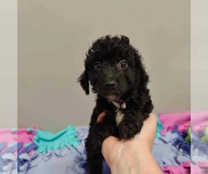 Medium Photo #1 Goldendoodle (Miniature) Puppy For Sale in St. Louis Park, MN, USA