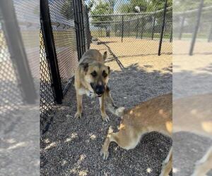 German Shepherd Dog-Unknown Mix Dogs for adoption in Fort Collins, CO, USA