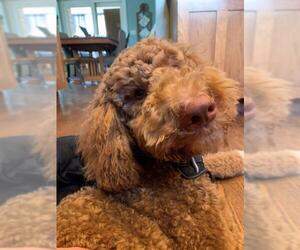 Poodle (Standard) Dogs for adoption in Wheaton, IL, USA