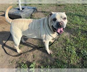 Chinese Shar-Pei-Unknown Mix Dogs for adoption in Ocala, FL, USA