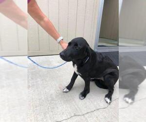 Labrador Retriever Dogs for adoption in La Porte, IN, USA