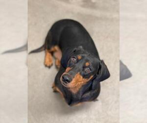Dachshund Dogs for adoption in Park Falls, WI, USA