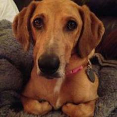 Medium Photo #1 Beagle-Unknown Mix Puppy For Sale in Dallas, TX, USA