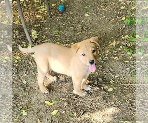 Labrador Retriever-Unknown Mix Dogs for adoption in SHERBURNE, NY, USA