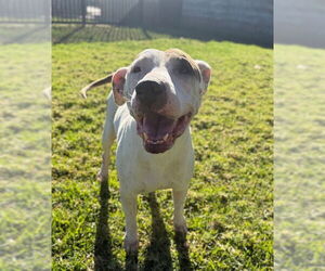 Mutt Dogs for adoption in Riverside, CA, USA