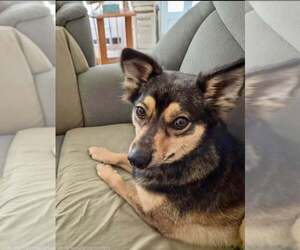 Chihuahua-Unknown Mix Dogs for adoption in Lee's Summit, MO, USA
