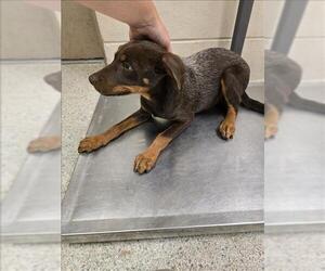 Labrador Retriever-Unknown Mix Dogs for adoption in Conroe, TX, USA