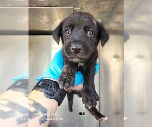 Labrador Retriever-Unknown Mix Dogs for adoption in San Antonio, TX, USA