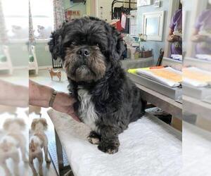 Lhasa-Poo Dogs for adoption in Benton, LA, USA